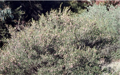 APII jpeg image of Melaleuca decussata  © contact APII