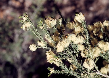 APII jpeg image of Melaleuca ericifolia  © contact APII