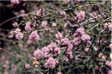 APII jpeg image of Melaleuca gibbosa  © contact APII