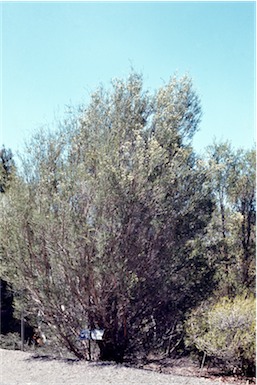 APII jpeg image of Melaleuca halmaturorum  © contact APII