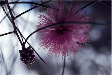 APII jpeg image of Melaleuca nematophylla  © contact APII