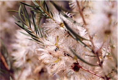 APII jpeg image of Melaleuca radula  © contact APII