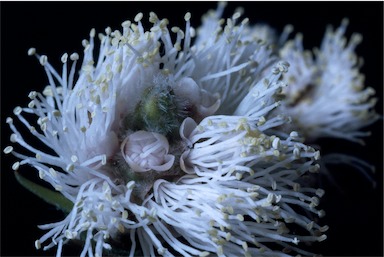 APII jpeg image of Melaleuca squamea  © contact APII