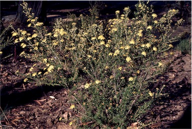 APII jpeg image of Phebalium glandulosum subsp. macrocalyx  © contact APII