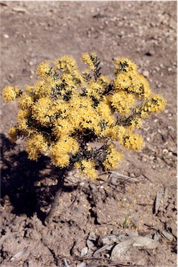 APII jpeg image of Leionema phylicifolium  © contact APII