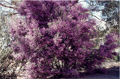 APII jpeg image of Prostanthera ovalifolia  © contact APII