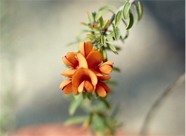 APII jpeg image of Pultenaea subspicata  © contact APII