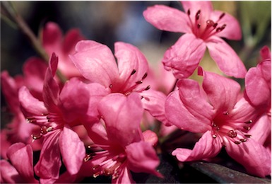APII jpeg image of Rhododendron lochiae x macgregoriae  © contact APII