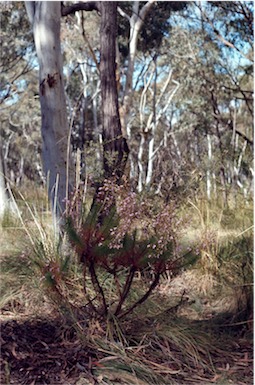 APII jpeg image of Stylidium laricifolium  © contact APII