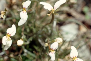 APII jpeg image of Stylidium uniflorum  © contact APII