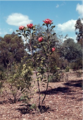 APII jpeg image of Telopea speciosissima  © contact APII