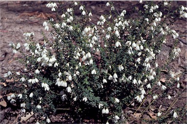 APII jpeg image of Tetratheca thymifolia  © contact APII