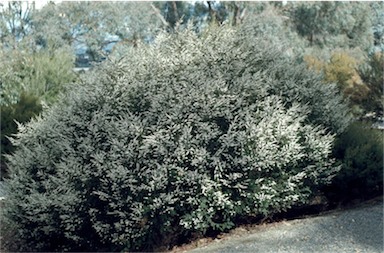 APII jpeg image of Thryptomene calycina  © contact APII