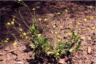 APII jpeg image of Velleia macrophylla  © contact APII