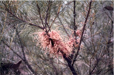 APII jpeg image of Hakea bakeriana  © contact APII