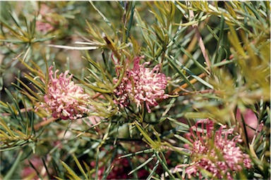 APII jpeg image of Grevillea confertifolia  © contact APII