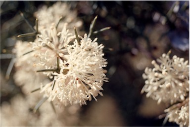 APII jpeg image of Hakea lissocarpha  © contact APII