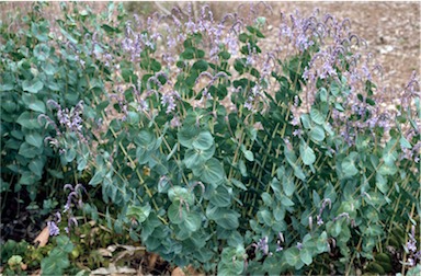 APII jpeg image of Veronica perfoliata  © contact APII