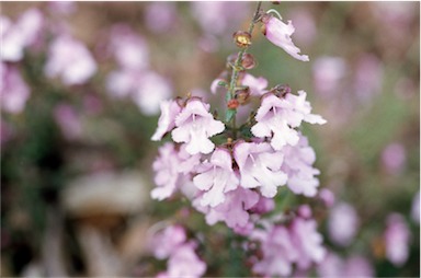 APII jpeg image of Prostanthera denticulata  © contact APII