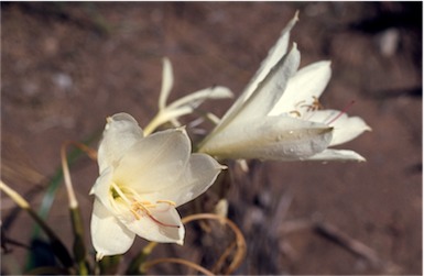 APII jpeg image of Crinum flaccidum  © contact APII