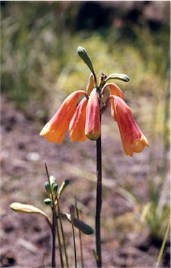 APII jpeg image of Blandfordia grandiflora  © contact APII