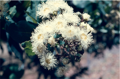 APII jpeg image of Angophora hispida  © contact APII