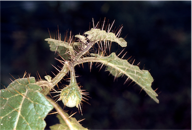 APII jpeg image of Solanum campanulatum  © contact APII