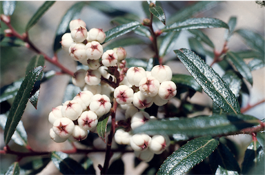 APII jpeg image of Gaultheria hispida  © contact APII