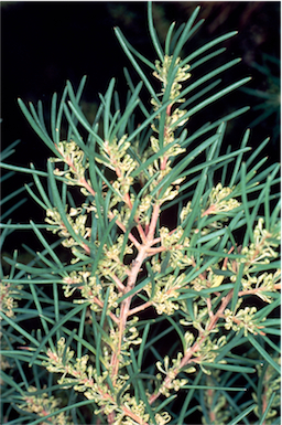 APII jpeg image of Hakea nodosa  © contact APII