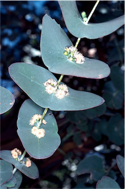 APII jpeg image of Eucalyptus perriniana  © contact APII