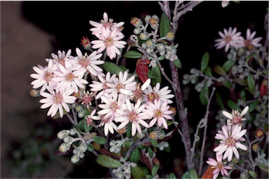 APII jpeg image of Olearia phlogopappa  © contact APII