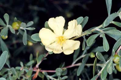 APII jpeg image of Hibbertia obtusifolia  © contact APII