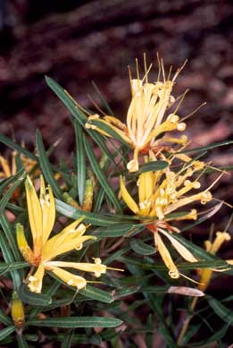 APII jpeg image of Lambertia multiflora  © contact APII