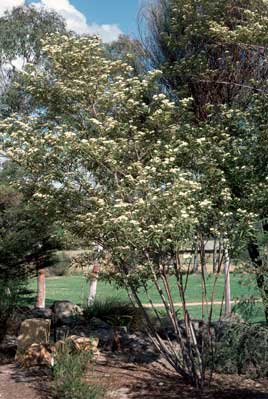 APII jpeg image of Commersonia salvifolia  © contact APII