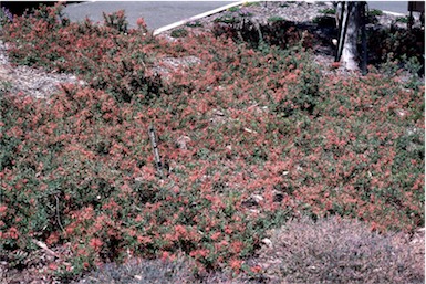 APII jpeg image of Grevillea juniperina subsp. allojohnsonii  © contact APII