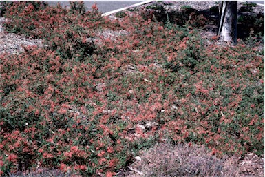 APII jpeg image of Grevillea juniperina subsp. allojohnsonii  © contact APII
