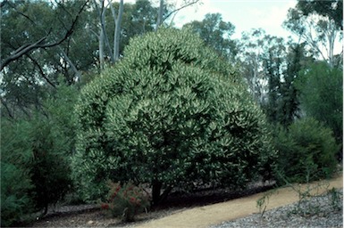 APII jpeg image of Hakea dactyloides  © contact APII