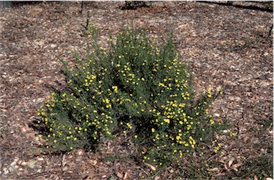 APII jpeg image of Hibbertia stricta  © contact APII