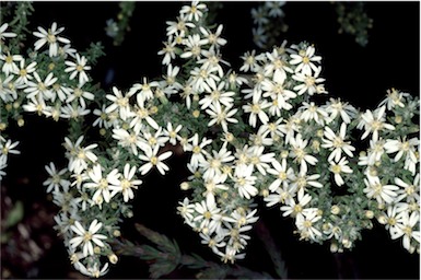 APII jpeg image of Olearia microphylla  © contact APII