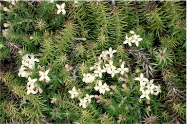 APII jpeg image of Asperula conferta  © contact APII