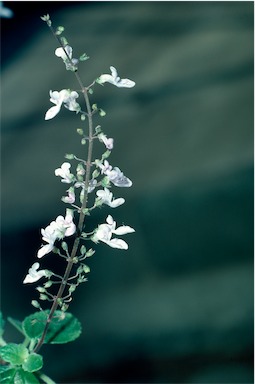 APII jpeg image of Plectranthus apreptus  © contact APII