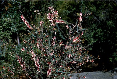 APII jpeg image of Epacris longiflora  © contact APII