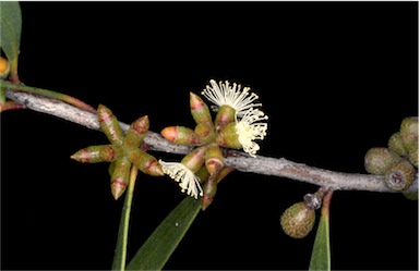 APII jpeg image of Eucalyptus moorei subsp. moorei  © contact APII