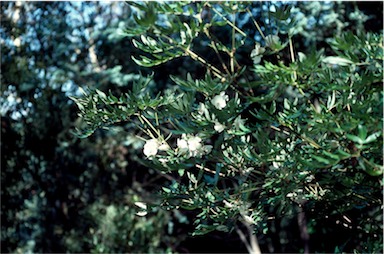 APII jpeg image of Eucryphia moorei  © contact APII