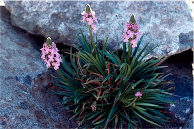 APII jpeg image of Stylidium graminifolium  © contact APII