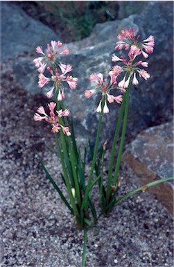 APII jpeg image of Calostemma purpureum  © contact APII