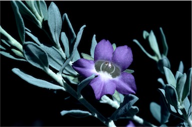 APII jpeg image of Eremophila bowmanii subsp. latifolia  © contact APII