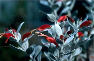 APII jpeg image of Eremophila glabra  © contact APII