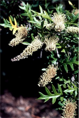 APII jpeg image of Grevillea willisii subsp. willisii  © contact APII