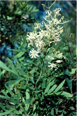 APII jpeg image of Lomatia silaifolia  © contact APII